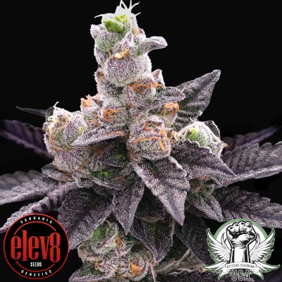 Elev8 Seeds Yodanana