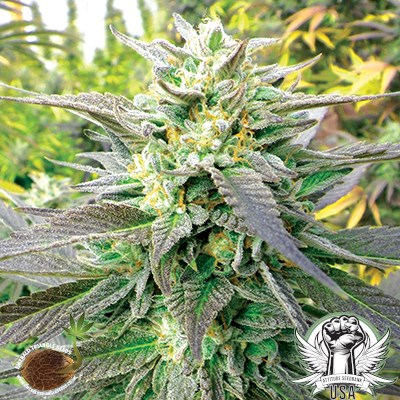 Emerald Triangle Seeds Blueberry Headband