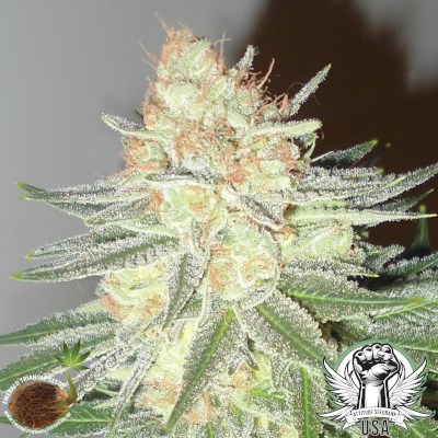 Emerald Triangle Seeds Cotton Candy Cane