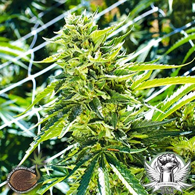 Emerald Triangle Seeds Sour Lemon OG