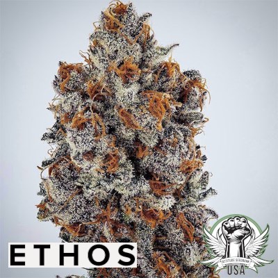 Ethos Genetics Seeds Banana Hammock RBX1