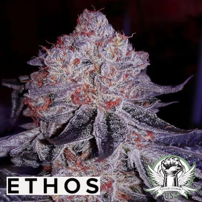 Ethos Genetics Cherry Gar-See-Ya R1