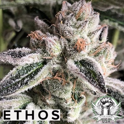 Ethos Genetics Seeds Crescendo RBX1