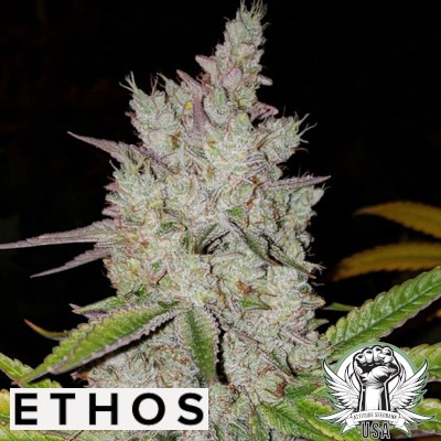Ethos Genetics Seeds Lilac Diesel AUTO RBX2