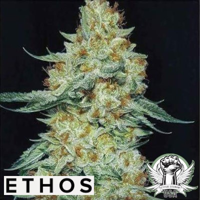 Ethos Genetics Seeds Member Berry RBX1
