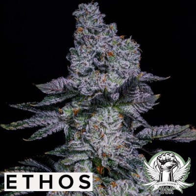 Ethos Genetics Seeds Pineapple Runtz AUTO