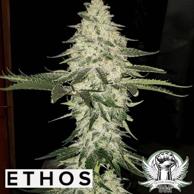 Ethos Genetics Seeds Planet of the Grapes AUTO