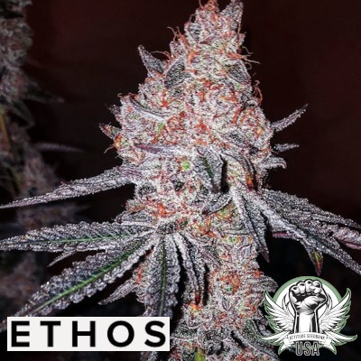 Ethos Genetics Strawberry Cookies OG R1