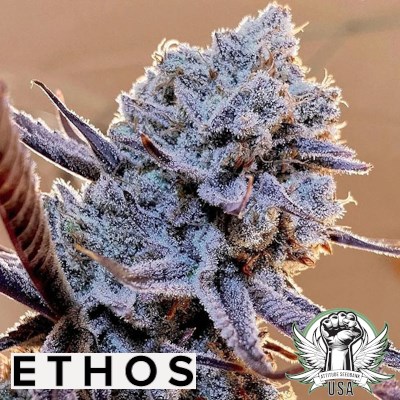 Ethos Genetics Lilac Diesel RBX2