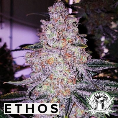 Ethos Genetics Planet of the Grapes V2