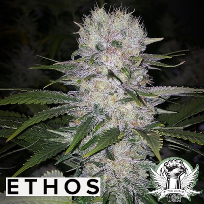Ethos Genetics Seeds Skunk Hero RBX1