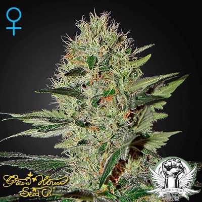 Green House Seeds Exodus Cheese AUTO