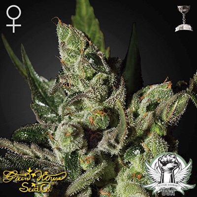 Green House Seeds Exodus Cheese