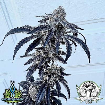 Exotic Genetix Seeds 100k