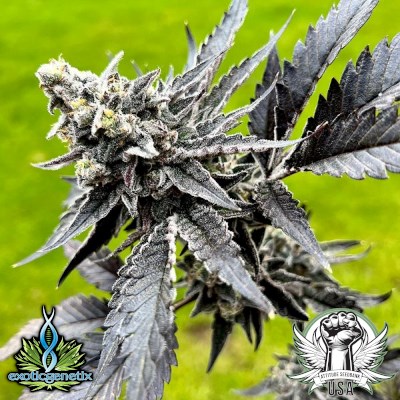 Exotic Genetix Seeds 91 Octane