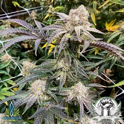 Exotic Genetix Seeds Apes in Space