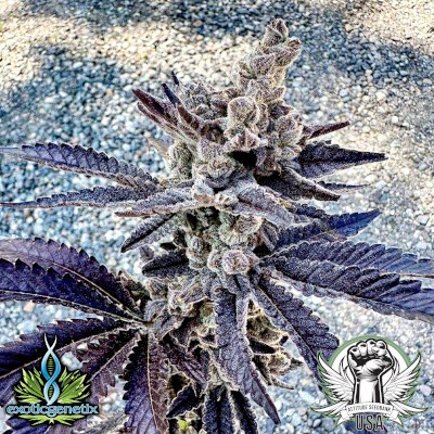 Exotic Genetix Seeds Cosmopolis