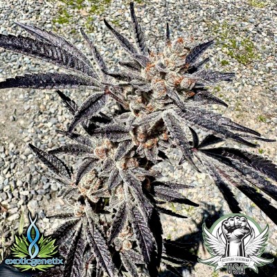 Exotic Genetix Seeds Marshmallow Mountain