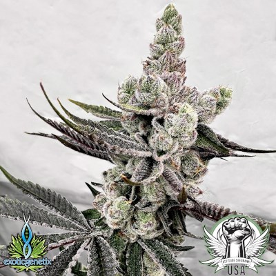 Exotic Genetix Seeds Petrol Potion