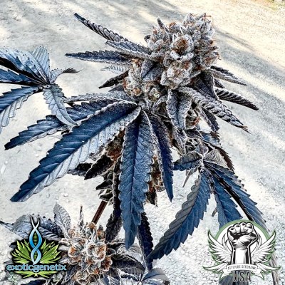 Exotic Genetix Seeds Splitz