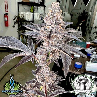 Exotic Genetix Seeds Strawneapple