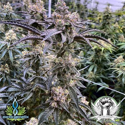 Exotic Genetix Seeds Truffle Monkey