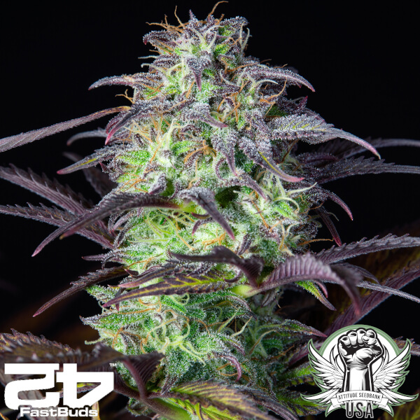 attitude usa fastbuds blueberry auto 2_600x600.jpg