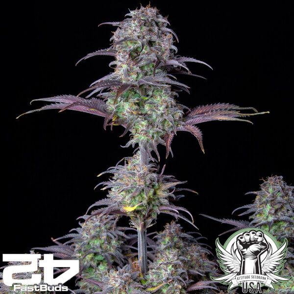 attitude usa fastbuds blueberry auto 3_600x600.jpg