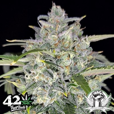 attitude usa fastbuds sour jealousy auto 2_400x400.jpg