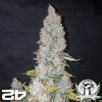 attitude usa fastbuds stardawg auto 4_400x400.jpg