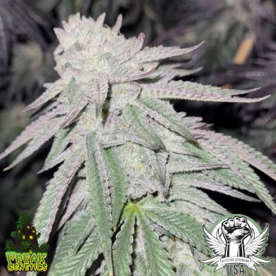 Freak Genetics Seeds Cinnamints