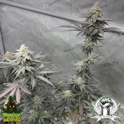 Freak Genetics Seeds Cinnamon Pancakes