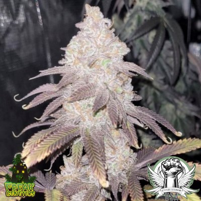 Freak Genetics Seeds Dream Bakery