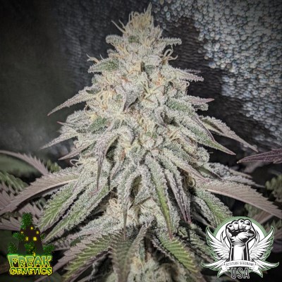 Freak Genetics Seeds Kushana