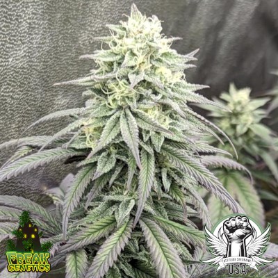 Freak Genetics Seeds Starry Eyed