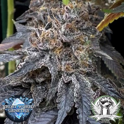 Frost World Genetics Lethal Weapon
