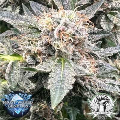 Frost World Genetics Rainbow Freeze