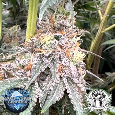 Frost World Genetics White Hurricane