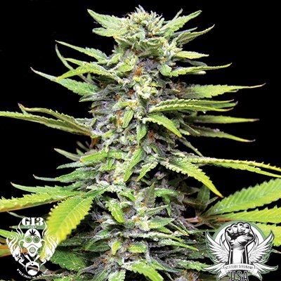 G13 Labs Seeds Blueberry Gum