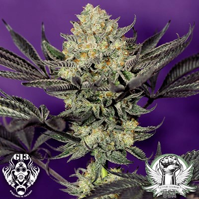 G13 Labs Seeds Face Mask