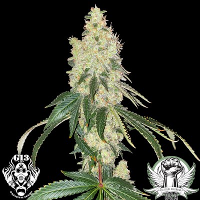 attitude usa g13 labs frozen afghan mintz 1_400x400.jpg