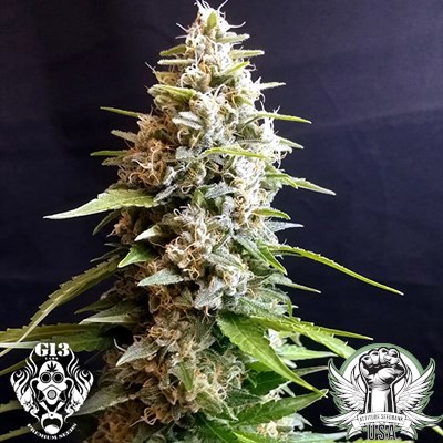 G13 Labs Seeds Maltezerz