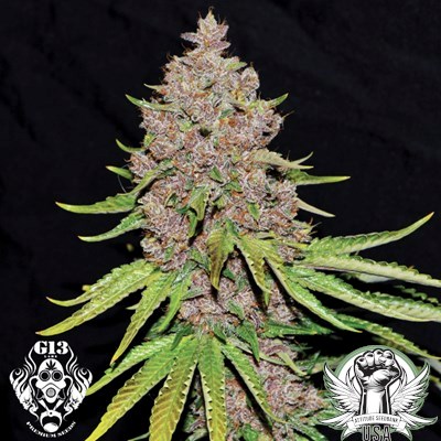 G13 Labs Seeds Purple Haze