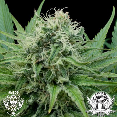 attitude usa g13 labs raw diesel_400x400.jpg