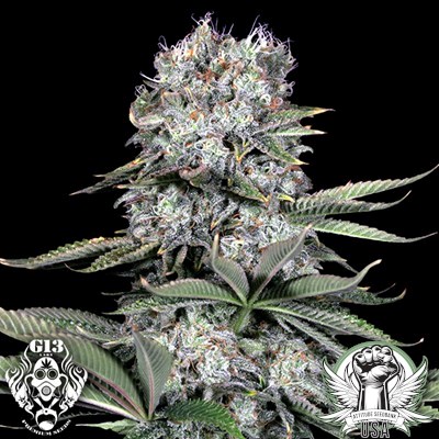 G13 Labs Seeds Runtz 13