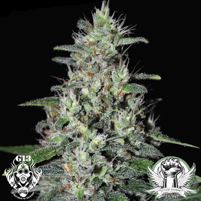 attitude usa g13 labs super skunk_400x400.jpg