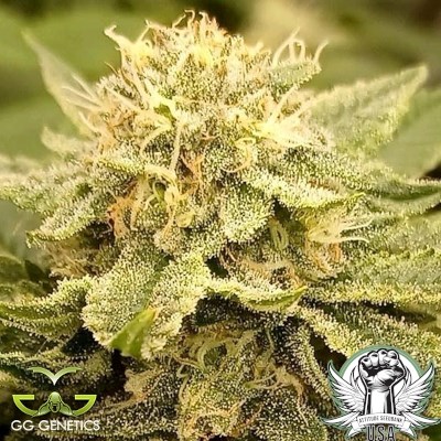 GG Genetics Zlue