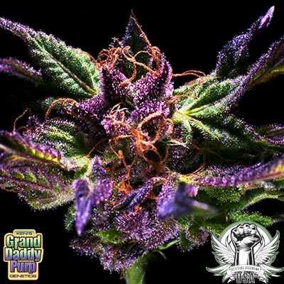 GrandDaddy Genetics Seeds Ken's Original GrandDaddy Purps