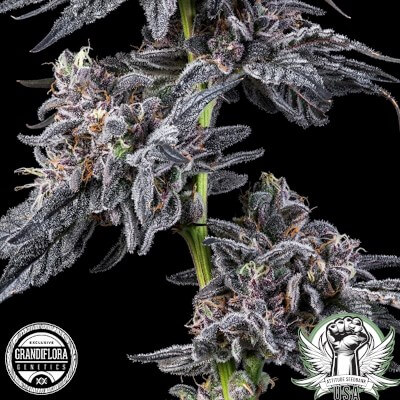 attitude usa grandiflora genetics loma souffle 400x400_400x400.jpg