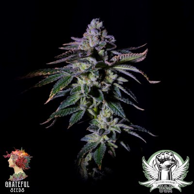 attitude usa grateful seeds gasmint 1_400x400.jpg